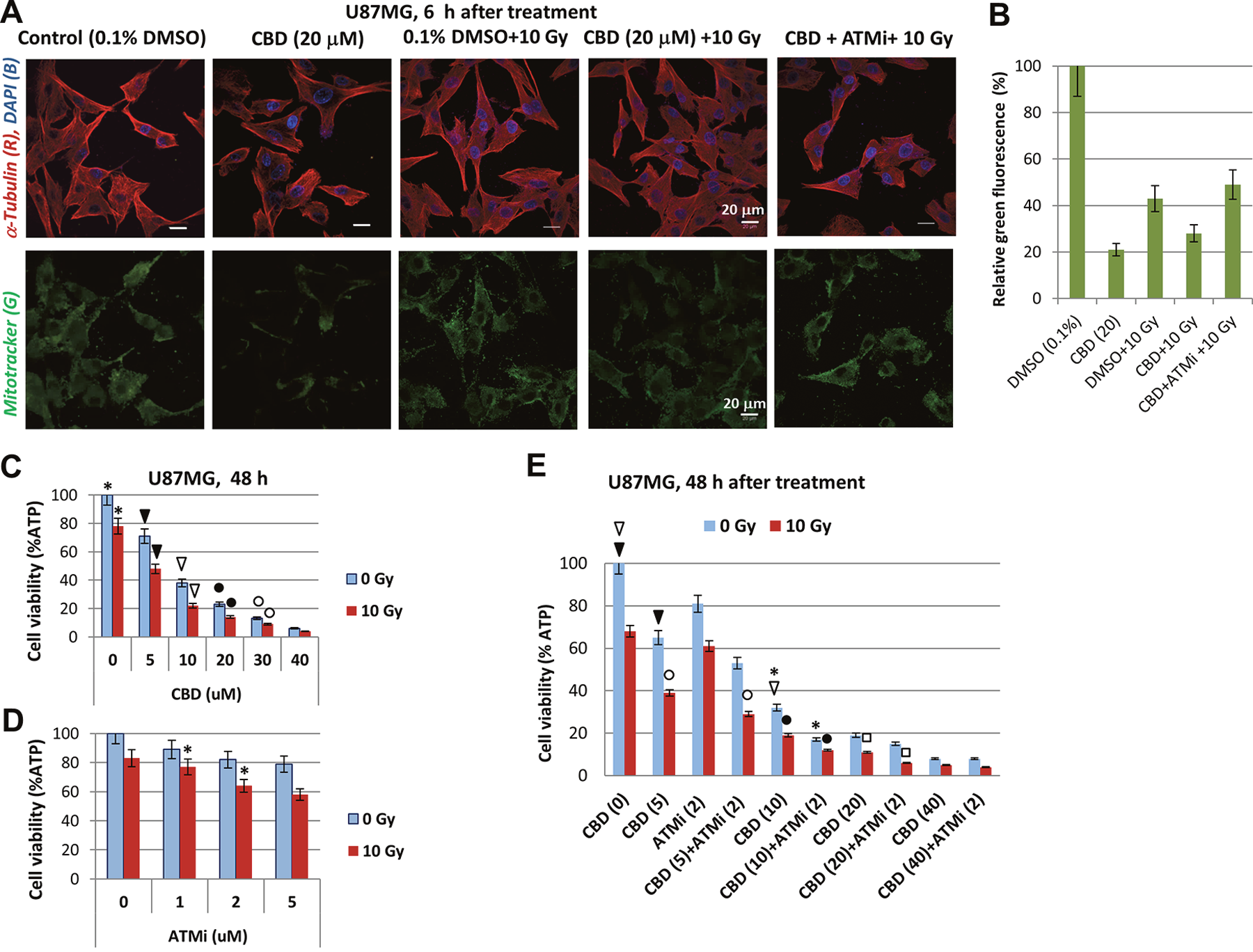 CBD, alone or in combination with ATMi and &#x03B3;-irradiation (10 Gy) decreased the viability of U87MG cells.