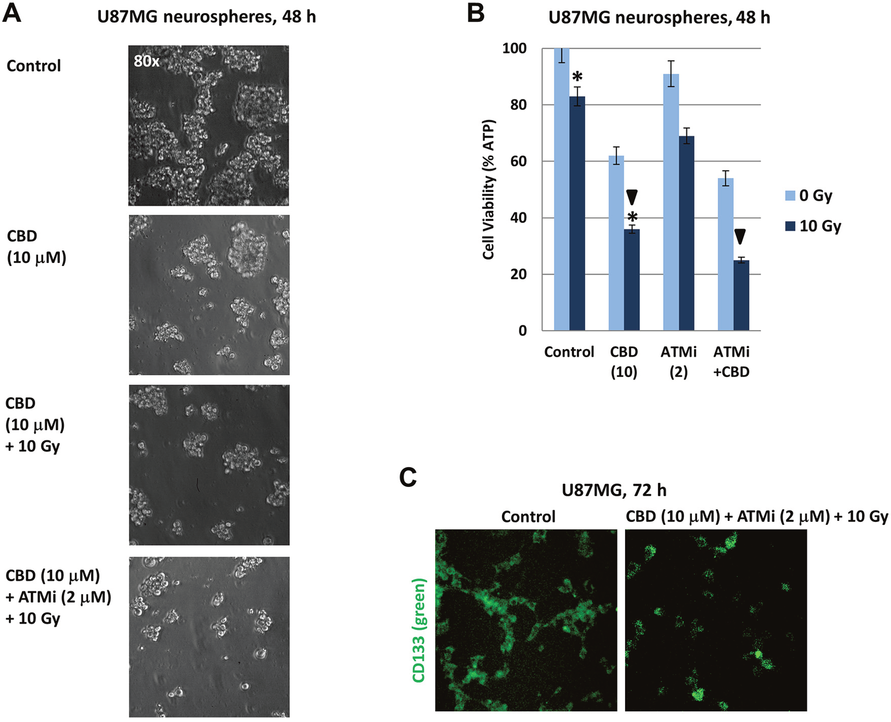 Induction of cell death in U87MG spheroid cultures following treatments with CBD, ATM inhibitor (ATMi), and &#x03B3;-irradiation (10 Gy), alone or in combination.