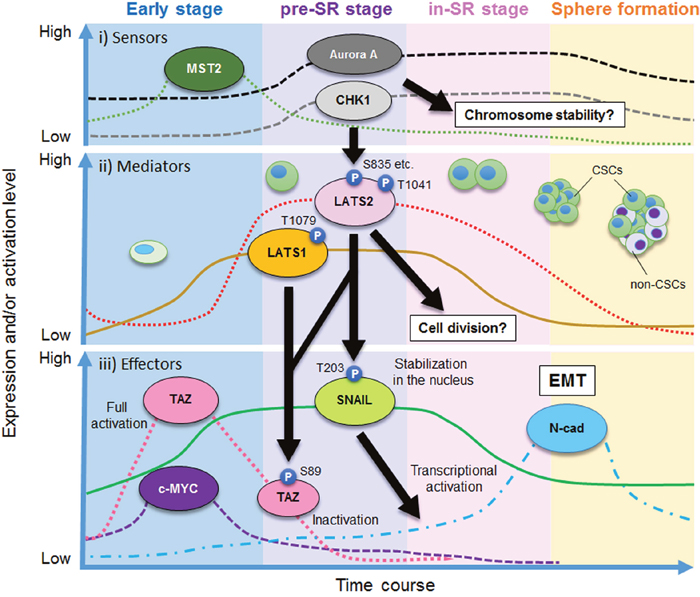 Figure 6: Model of the role of LATS1/2 kinases in the pre–self-renewal (pre-SR) stage during sphere formation by CSCs.