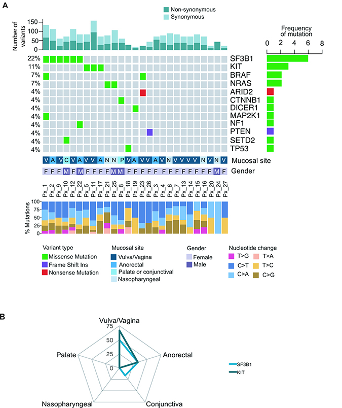 Mutational landscape of 27 melanoma patients across different mucosal sites.