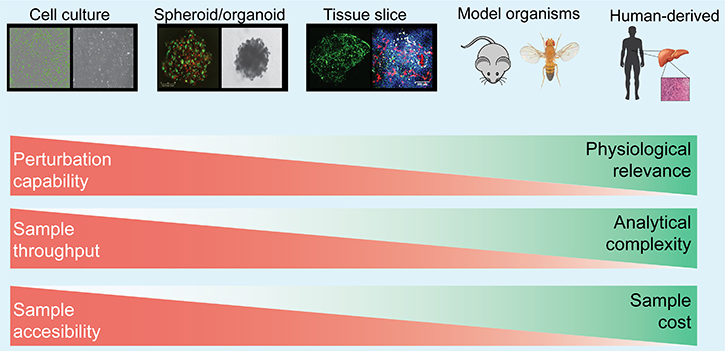 Major experimental model systems for studying cell&#x2013;cell interaction.