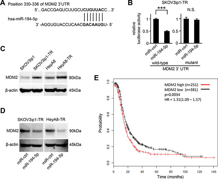 MDM2 is a direct target gene of miR-194-5p and is upregulated in paclitaxel-resistant cells.