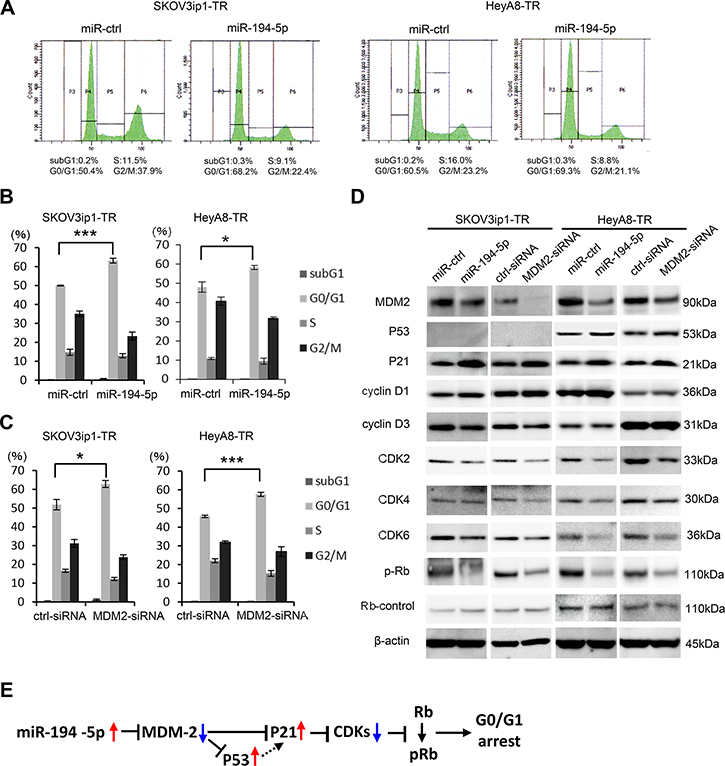 miR-194-5p and its target MDM2 induce G0/G1 cell cycle arrest.