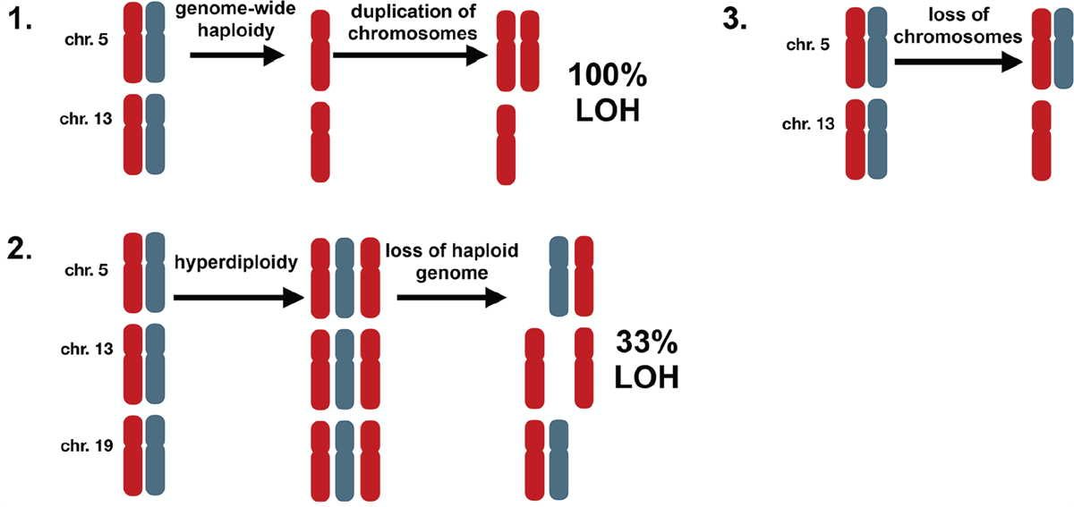 Possible mechanisms of generating hyperhaploidy.