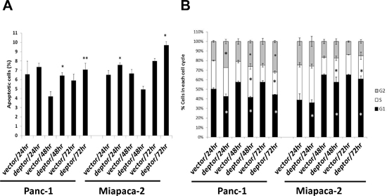 DEPTOR expression moderately induces apoptosis and growth arrest of PDAC cells.