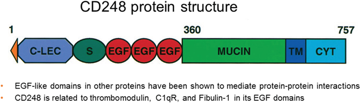 CD248 protein structure (adapted from Christian et al. JBC 2001; ref [56].