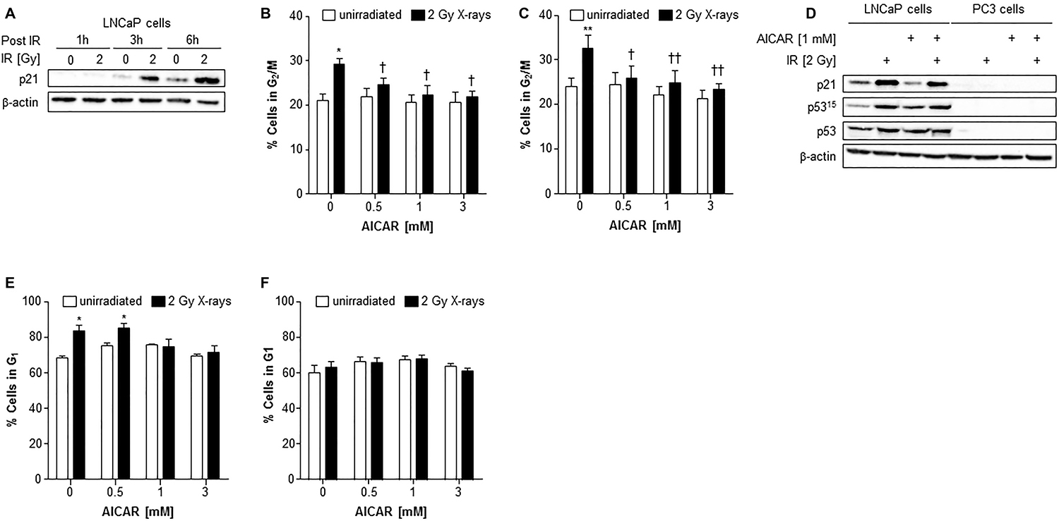 Cell cycle analysis and effect on p53 activity of LNCaP and PC3 cells after combination treatment with AICAR and X-rays.