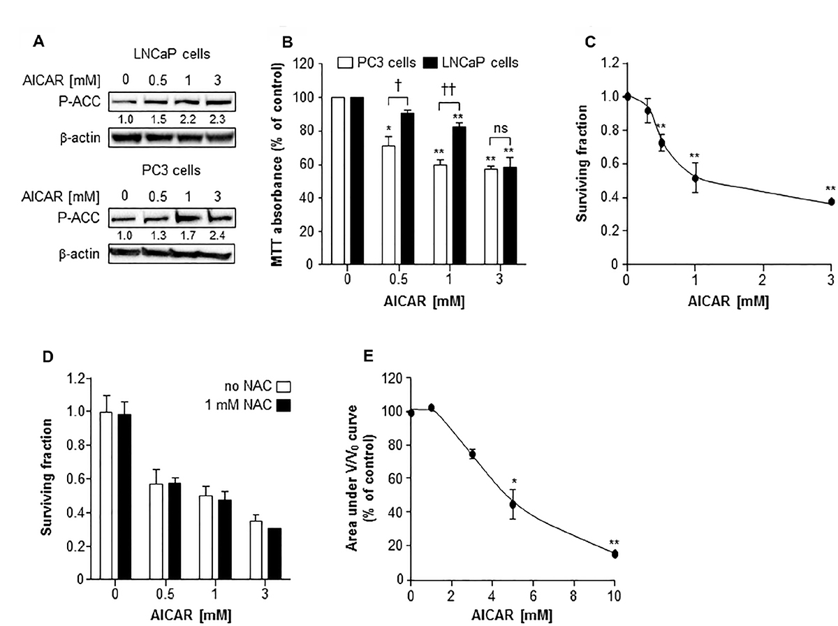 The cytotoxic effect of AICAR as a single agent on LNCaP and PC3 cells.