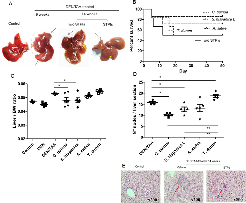 Co-administration of diethylnitrosamine (DEN) and the hepatotoxin thioacetamide (TAA) promotes liver tumor development in mice.