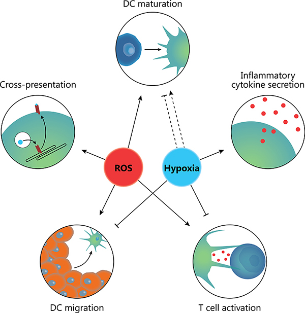 Combined effects of ROS and hypoxia in the TME.