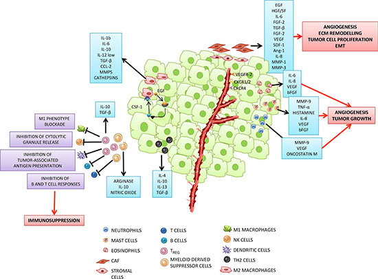 Tumor microenvironment: a complex network of intercellular interactions between tumor and inflammatory cells.