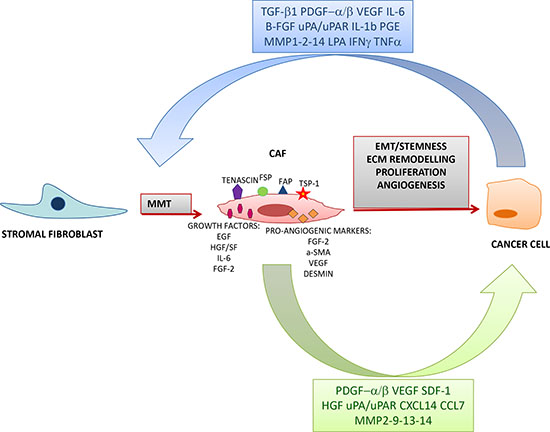 Interaction between CAFs and cancer cells.