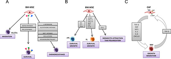 Models for the role of bone marrow-mesenchymal stromal cells and cancer activated fibroblasts in hematological malignancies.