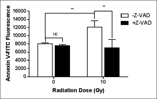 Caspase is critical for the radiation-induced exposure of PS.