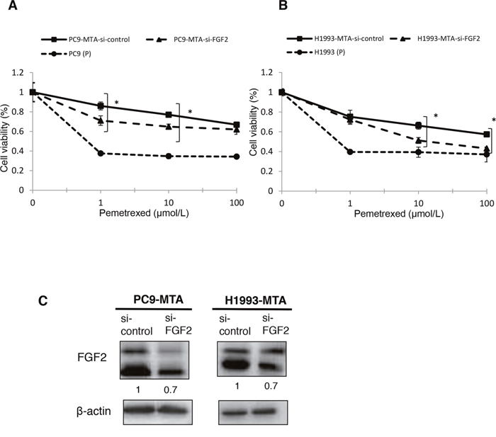 Effects of FGF2 knockdown in pemetrexed-resistant lung cancer cells.