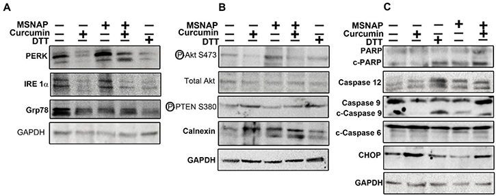 Signalling induced by intracellular released curcumin from MSNAP.