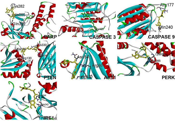 Curcumin binding confirmation with proteins PARP, caspase 3, caspase 9, PTEN, Akt1, PERK, IRE1&#x03B1;.