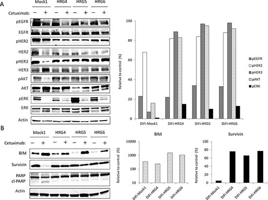 Effects of cetuximab on intracellular signaling and the expression of apoptosis-related proteins in DiFi isogenic cell lines.