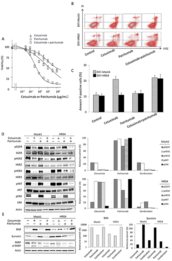 Effect of patritumab on heregulin-mediated cetuximab resistance in DiFi-HRG cells in vitro.