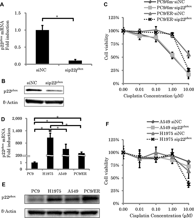 The effect of p22phox knockdown on sensitivity to cisplatin-induced cytotoxicity.
