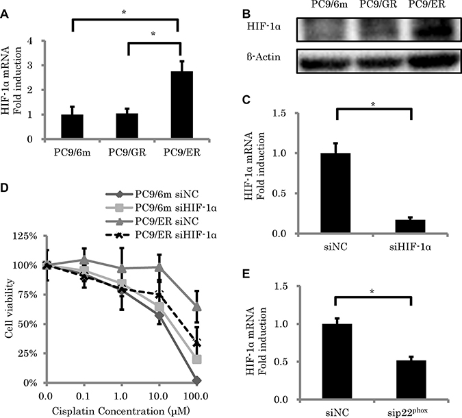 The effect of HIF-1&#x03B1; knockdown on sensitivity to cisplatin-induced cytotoxicity.