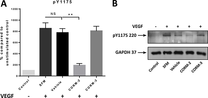 pY1175 levels after CORM treatments.