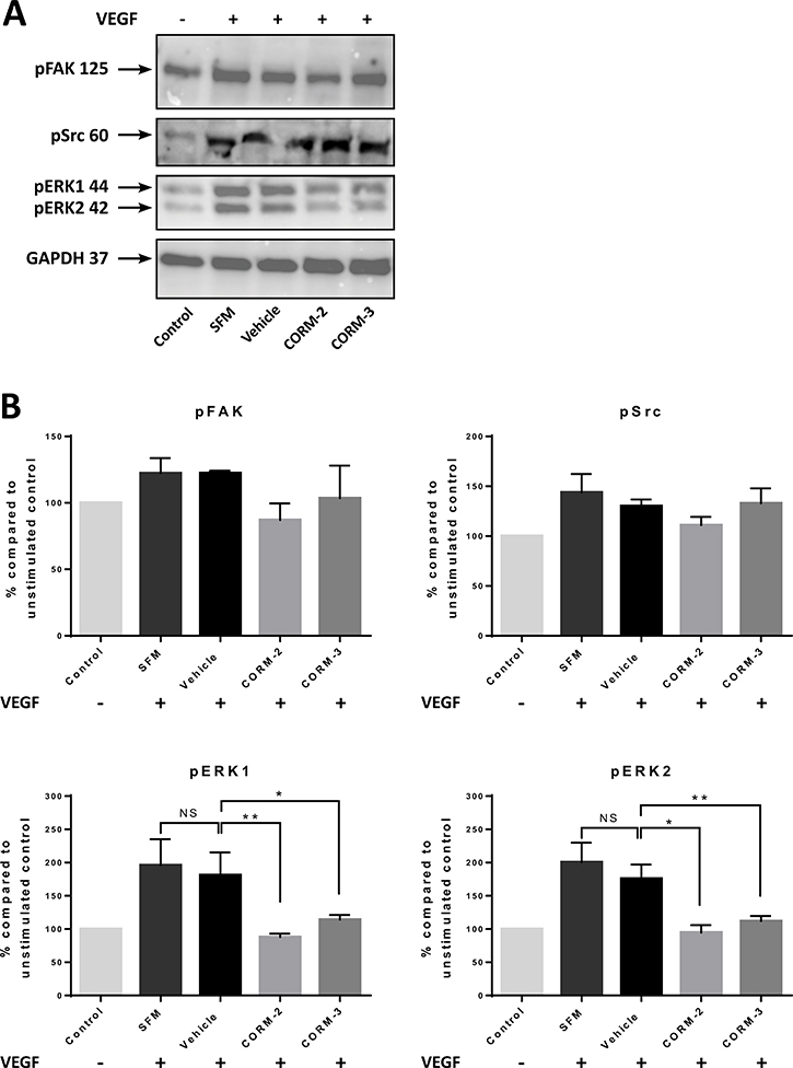 Expression of VEGFR2 pathway proteins in HUVEC after CORM pre-treatments and VEGF stimulation.