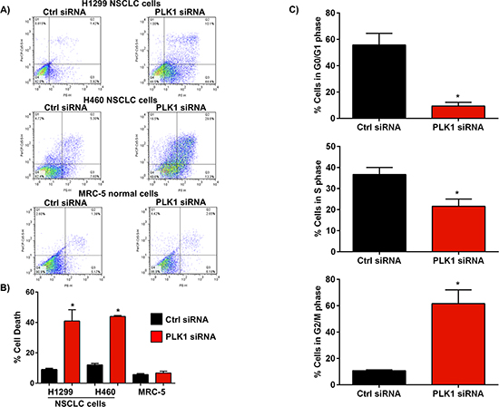 Effect of PLK1 knockdown using siRNA on NSCLC cell death and cell cycle progression.