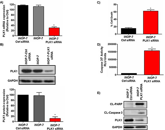 Effect of iNOP-7-PLK1 siRNA on NSCLC cell viability in vitro.