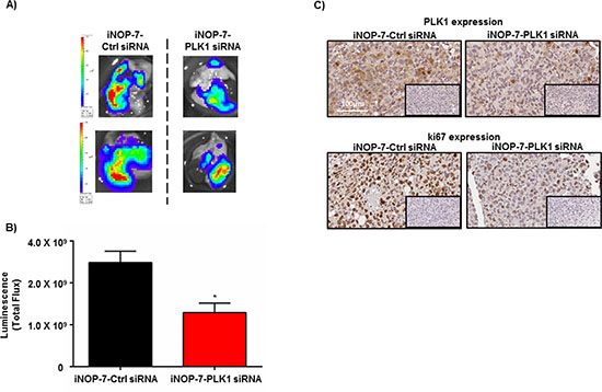 Effect of iNOP-7-PLK1 siRNA on NSCLC growth in vivo.