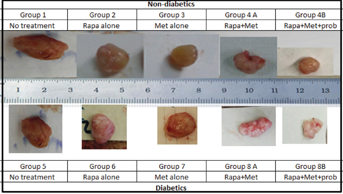 Prototype of tumors upon sacrifice, formed in non-diabetic and diabetic mice treated with rapamycin, metformin and their combination with probiotics.