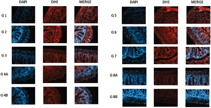 DHE staining in non&ndash;diabetic animals, groups 1, 2, 3, 4A and 4B, as well as in diabetic animals (groups 5, 6, 7, 8A and 8B) showing the difference in stain intensity when comparing the non-treated group 1 and 5 to the treated groups.