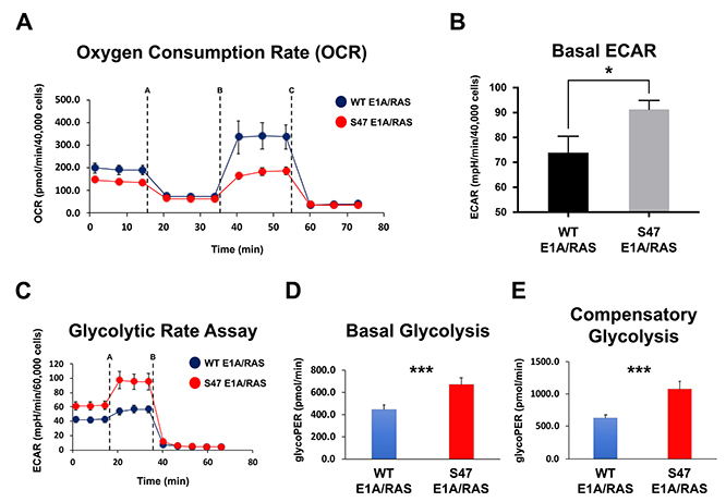 Increased use of glycolysis in tumor cells with the S47 variant of p53.