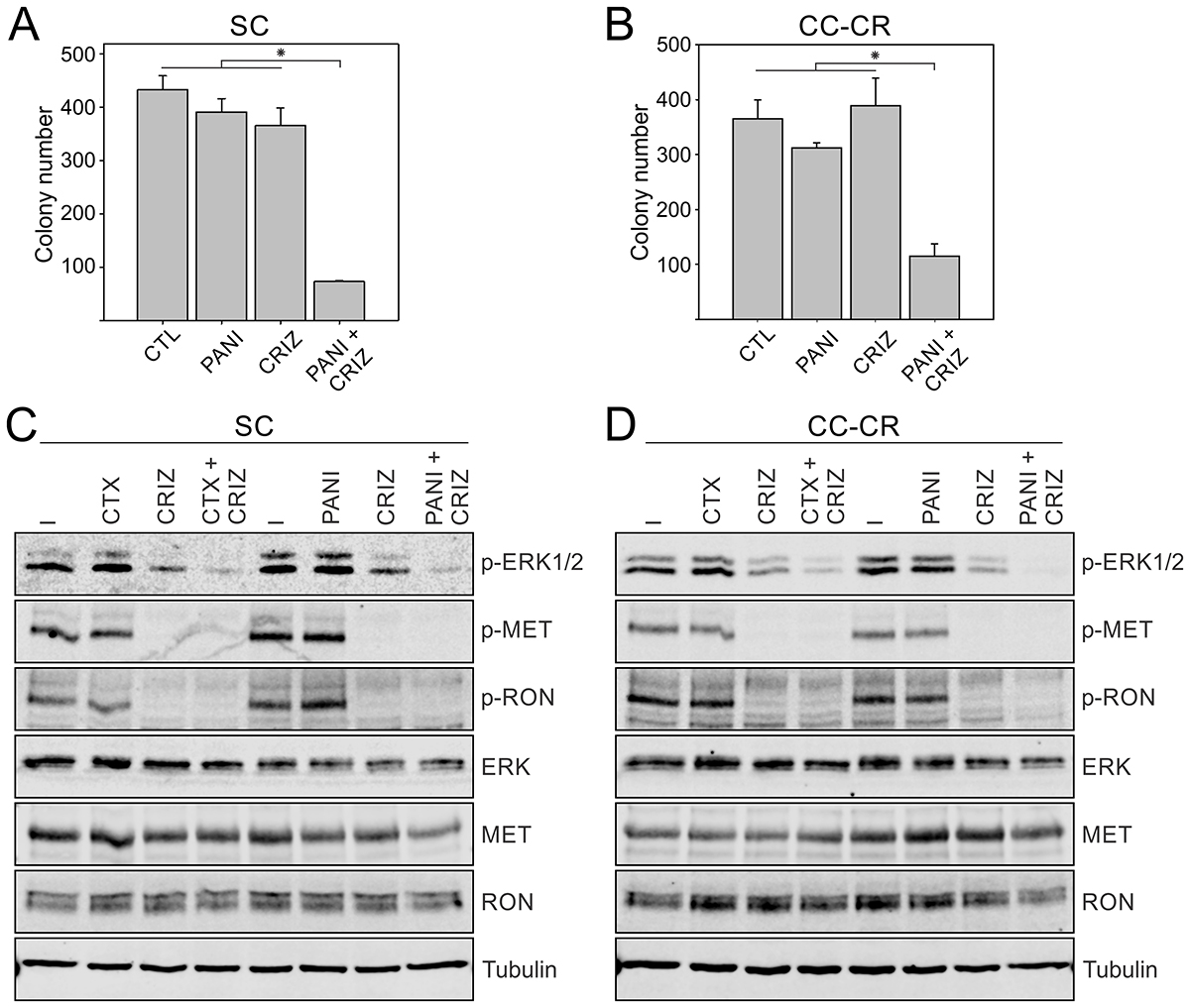 Overcoming panitumumab resistance in SC and CC-CR cells by crizotinib.