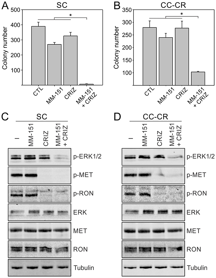 Overcoming MM-151 resistance in SC and CC-CR cells by crizotinib.