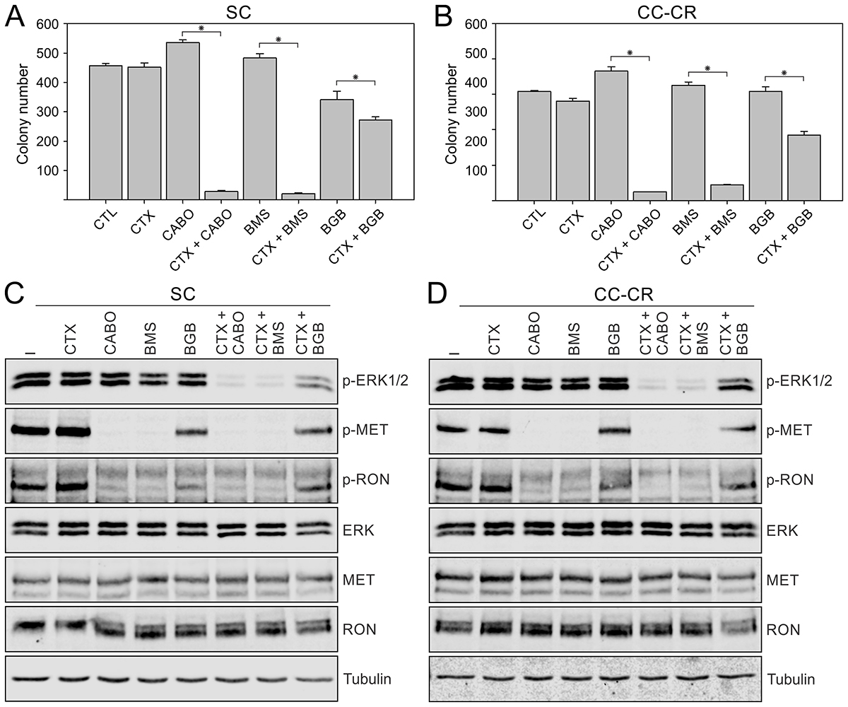 Overcoming cetuximab resistance in SC and CC-CR cells by multi-RTK inhibitors.