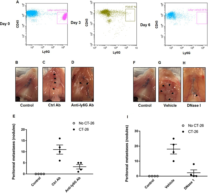 Neutrophils and NETs mediate colon cancer spread in the peritoneal cavity.