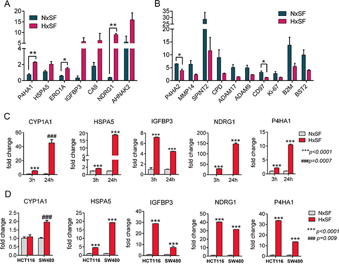 Quantitative pSILAC data reveals primary hypoxia responsible proteins in cancer cells.