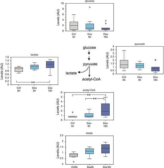 TAp73 enhances glycolytic flux.