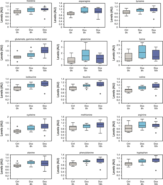 Increased amino acid uptake in TAp73 expressing cells.