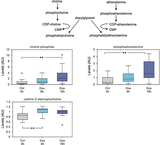 TAp73 regulates biosynthesis of phospholipids.