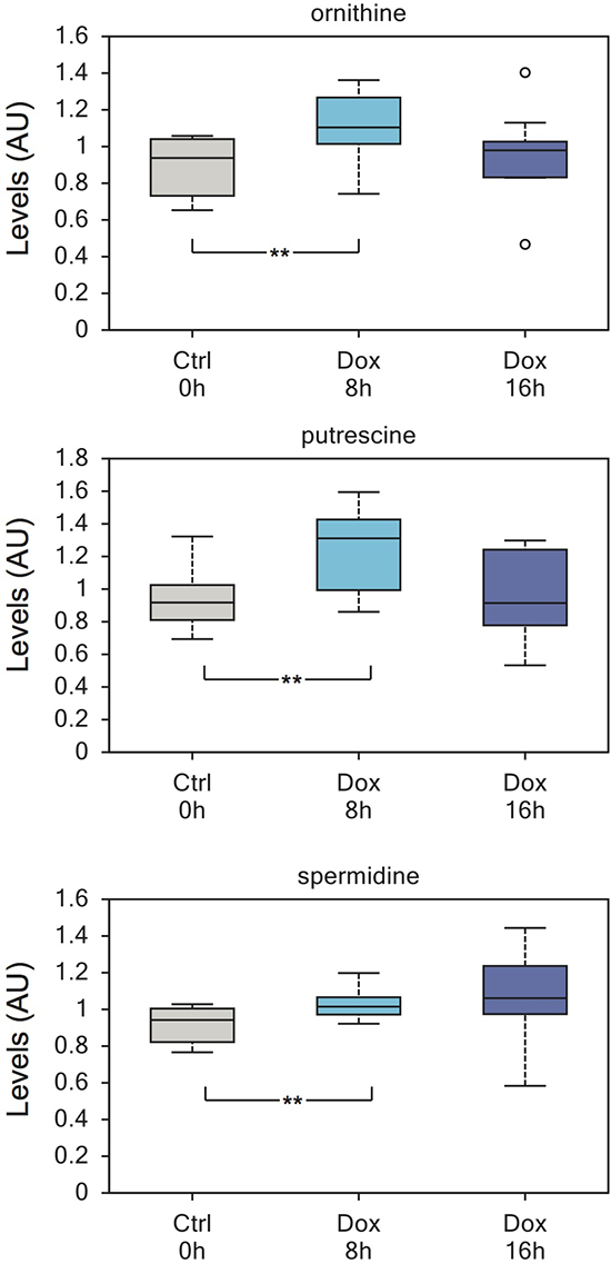 Enhanced polyamines biosynthesis induced by TAp73.