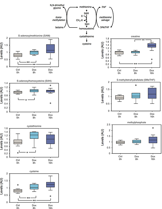 TAp73 expression affects the methionine cycle.