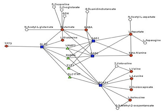 Genes/metabolites network affected by TAp73 Prediction of the gene/metabolite network affected by TAp73.