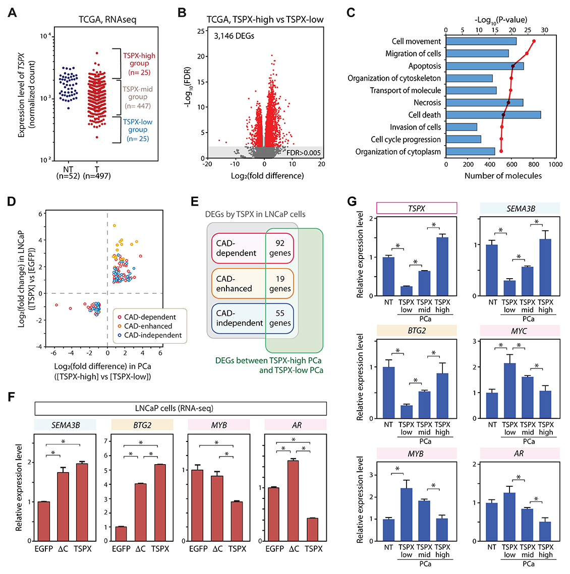 Identification of the consistent downstream genes of TSPX (TSPX-target genes) in both clinical prostate cancer samples and LNCaP cells.