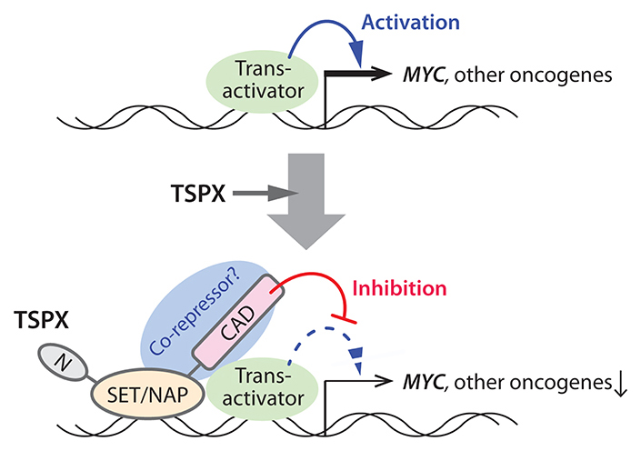 A schematic diagram illustrating the likely mechanism(s) of the TSPX-mediated suppression of the MYC gene.