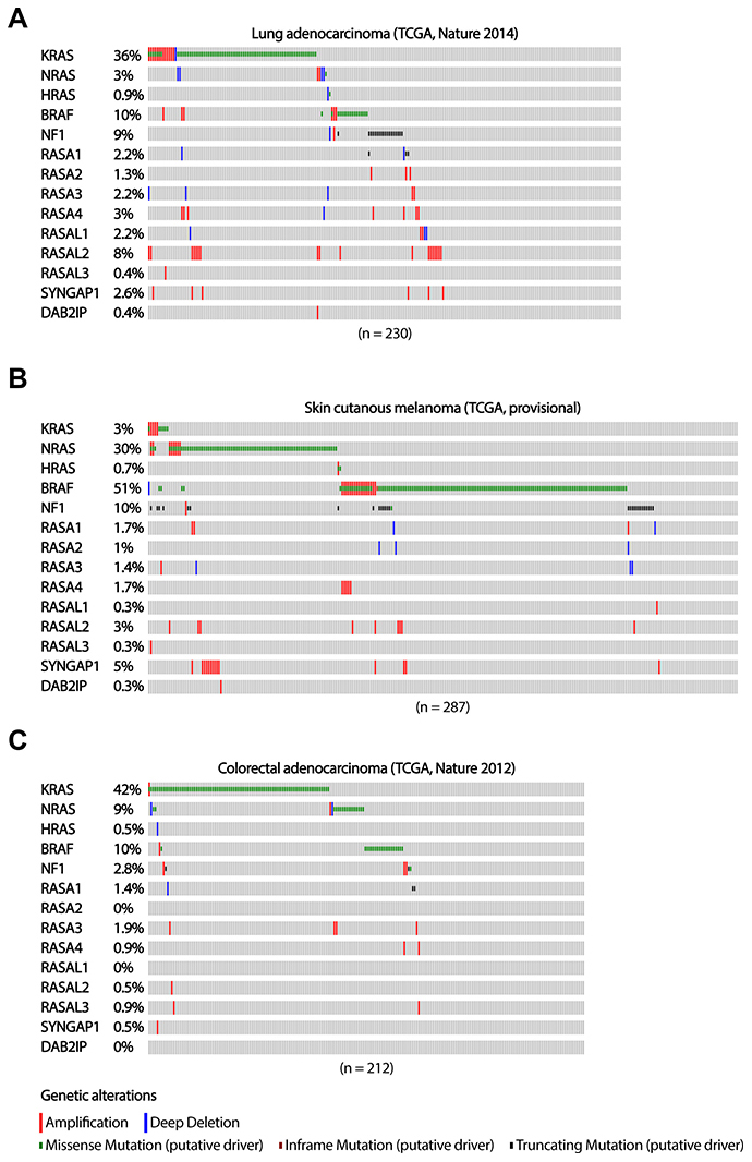 The occurrence of RASGAP and oncogenic mutations in the MAPK signaling pathway in lung adenocarcinoma, melanoma and colorectal adenocarcinoma.