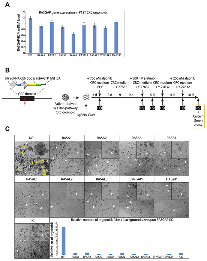 CRISPR screen against RASGAPs in patient-derived CRC organoids reveals increased growth and EGF-independent survival upon loss of NF1 GAP activity.