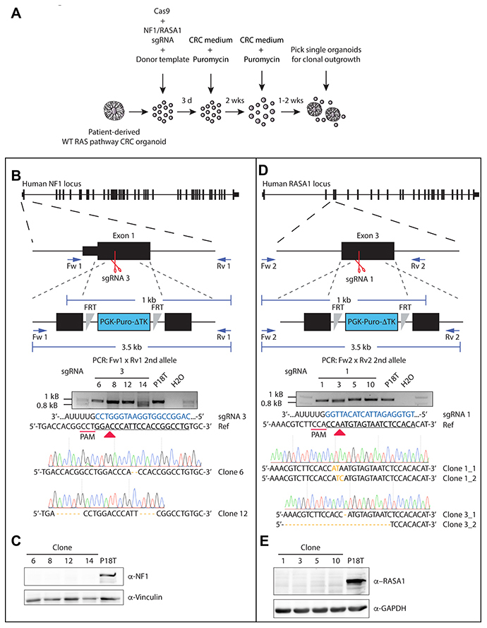 Generation of CRISPR-mediated NF1 and RASA1 knock out in patient-derived CRC organoids.