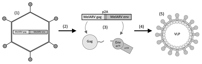 Rationale of the vaccine virus Ad5-MelARV.